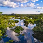 Dense rainforest in the Republic of the Congo