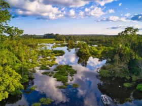 Dense rainforest in the Republic of the Congo