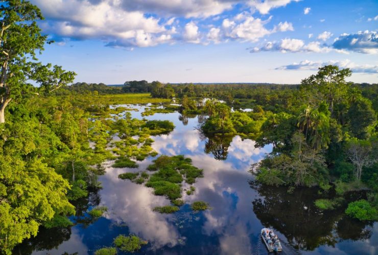 Dense rainforest in the Republic of the Congo