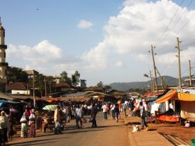 Bonga, Ethiopia – A scenic view of the lush coffee plantations and Bonga Forest, showcasing the natural beauty of the region.
